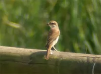 Grauwe Klauwier [Lanius collurio]